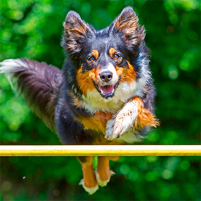 dog_ dog_
